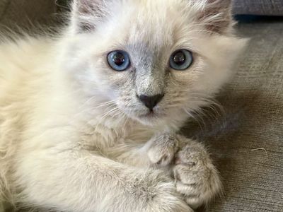Handsome Maine Coon/Ragdoll Mix Male Kitten