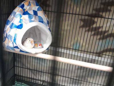 Zebra finches