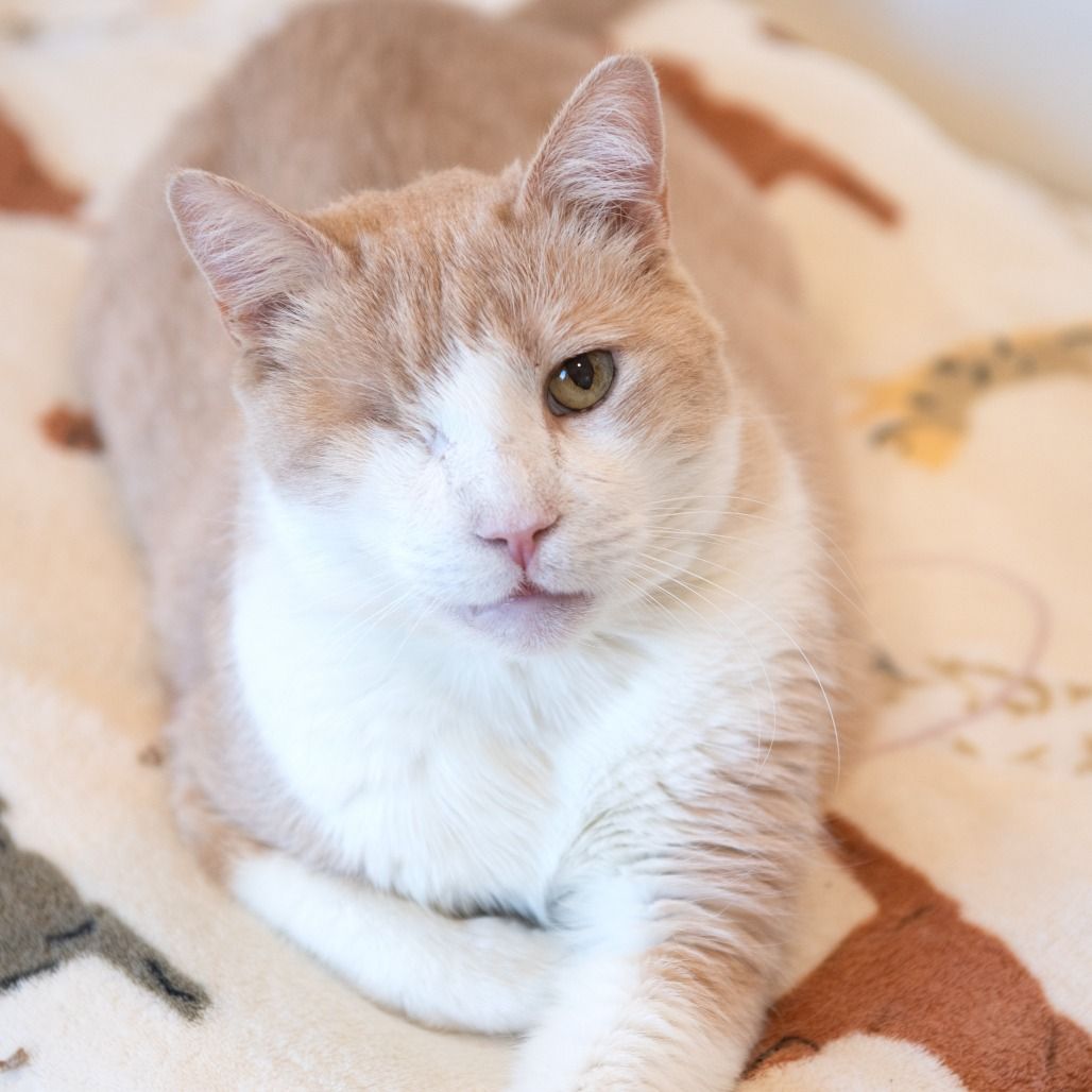 Hello my name is Uno