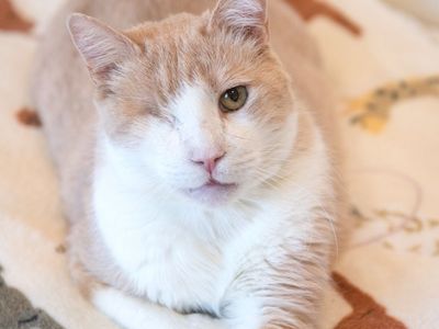 Hello my name is Uno