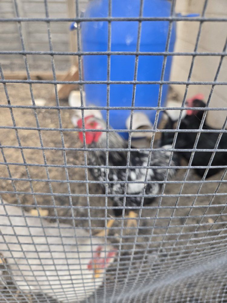 free Rooater