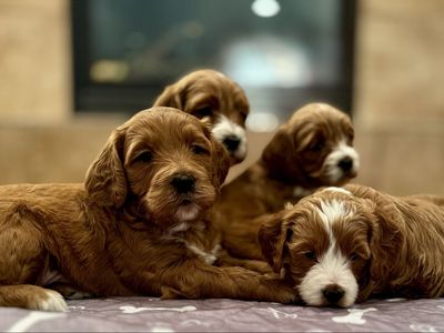 ᴹⁱⁿⁱ goldendoodles. golden doodle