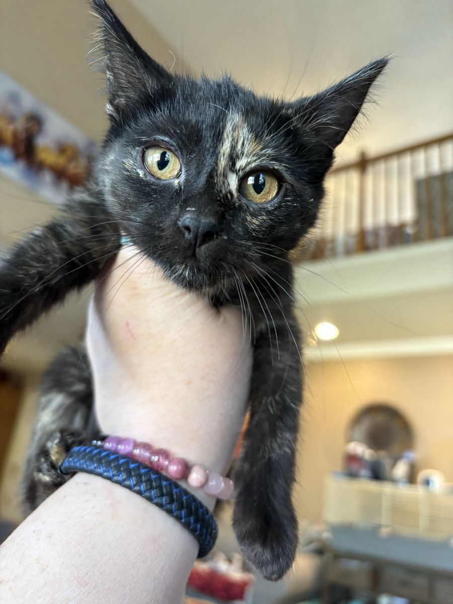 Adorable Tortie Female Kitten