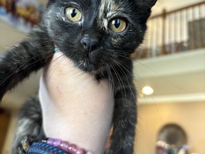 Adorable Tortie Female Kitten