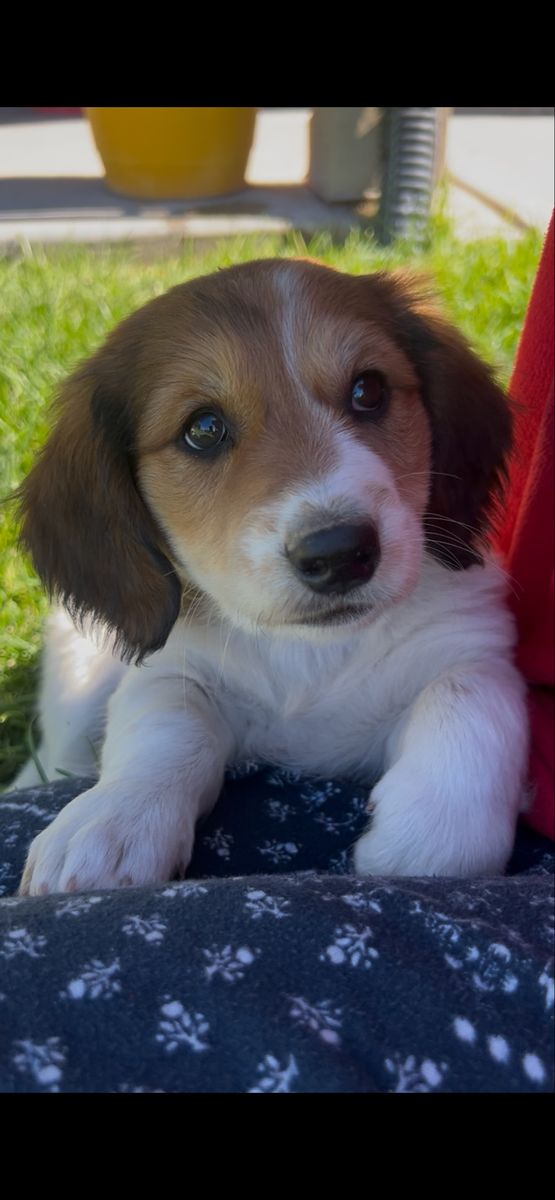 PUPPIES FOR SALE