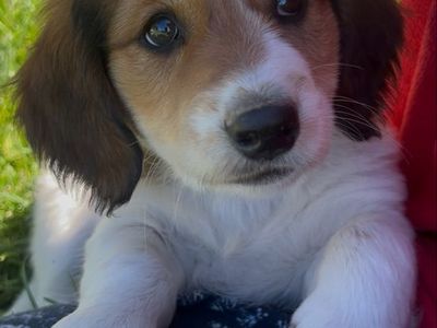 PUPPIES FOR SALE