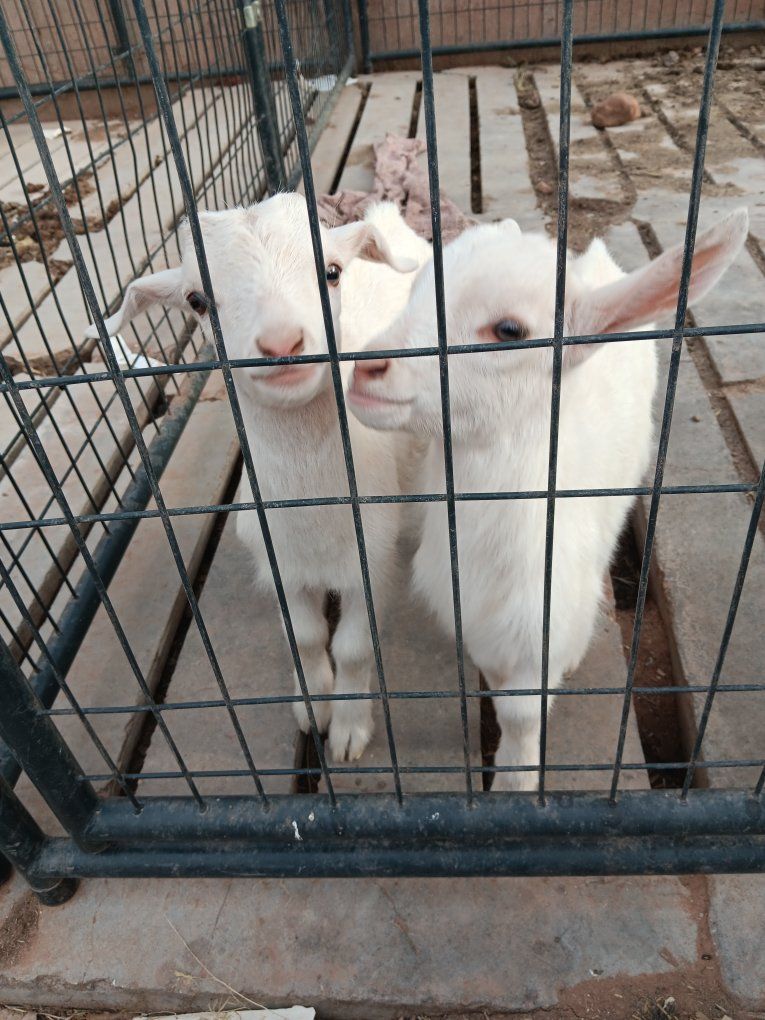 Mini Saanan Bucklings