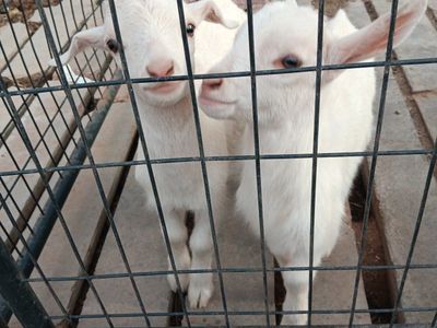 Mini Saanan Bucklings