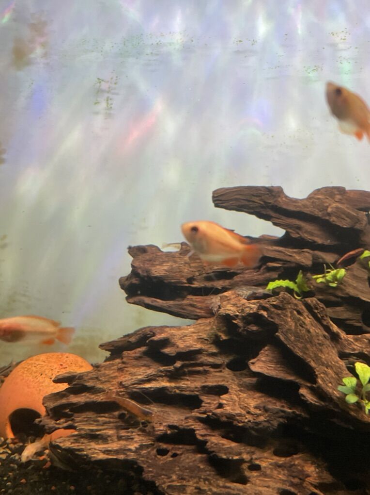 Gold Honey Gourami