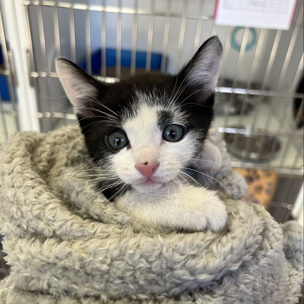 Hello my name is Mustang