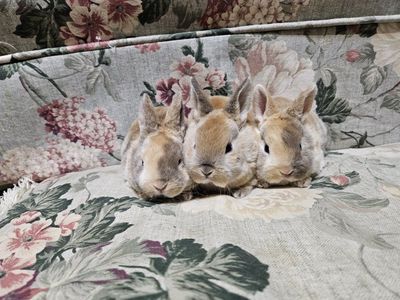 2 Mini Rex Female Kits