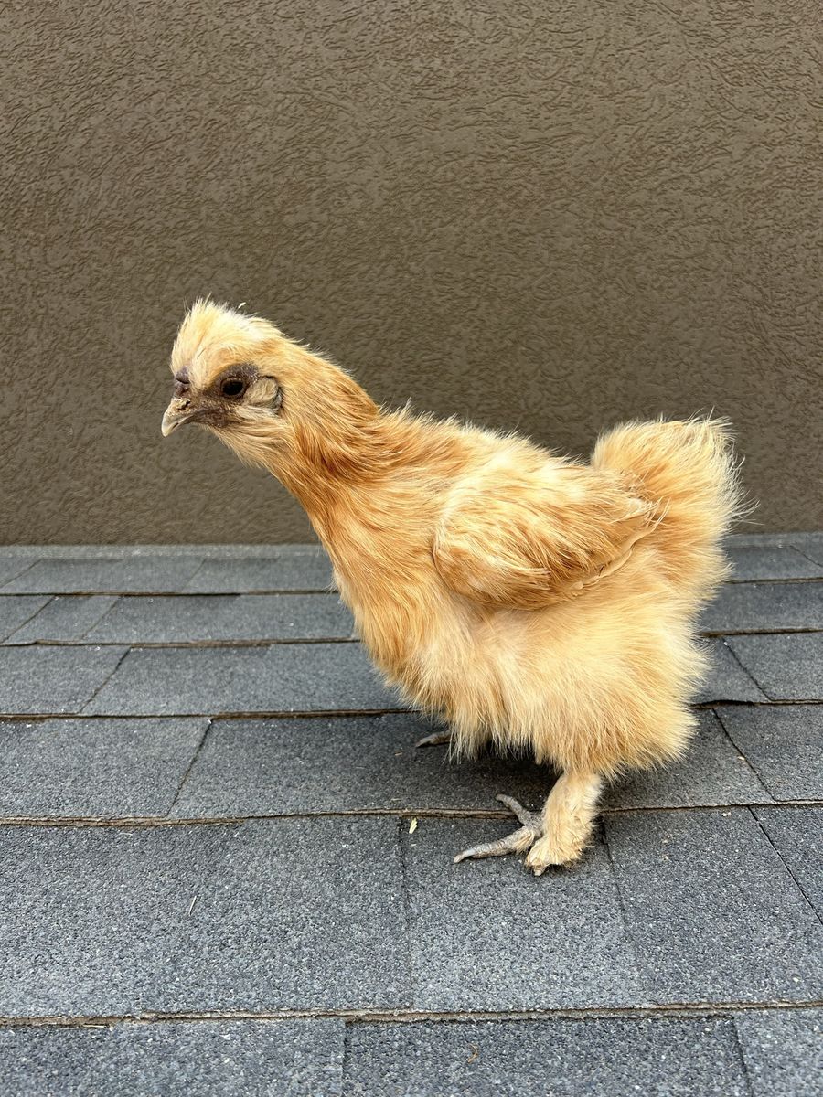 Adorable Buff Silkie Bantam Chicken - Fluffy Pet or Breeder Hen