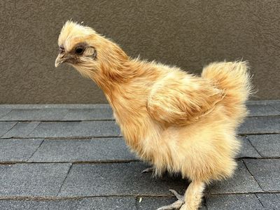 Adorable Buff Silkie Bantam Chicken - Fluffy Pet or Breeder Hen