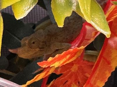 Juvenile Rainbow Jackson's Chameleon