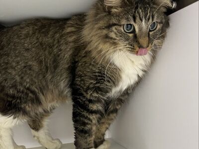 Hello my name is Marlowe