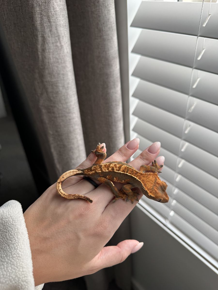 Crested Gecko & supplies