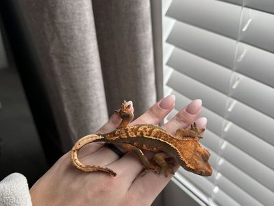 Crested Gecko & supplies