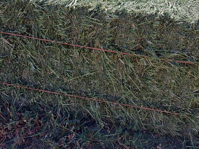 Alfalfa hay for sale