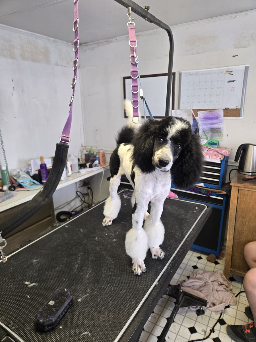 Akc Standard Parti Poodle