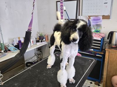 Akc Standard Parti Poodle