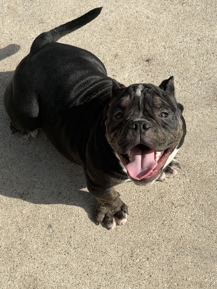 BULLY (Black brindle tri )