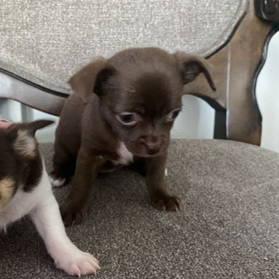 Female Chocolate Brown Chihuahua Puppy