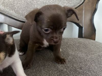 Female Chocolate Brown Chihuahua Puppy