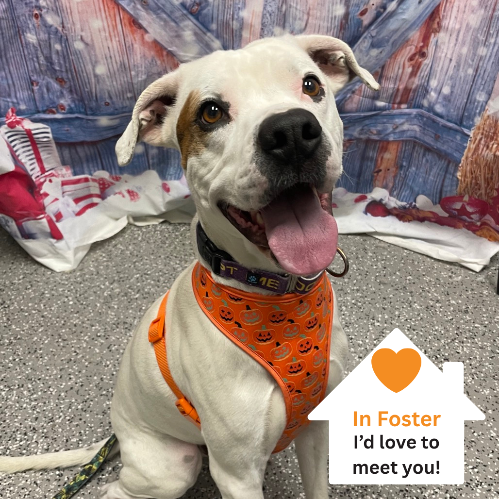 Hello my name is Olaf