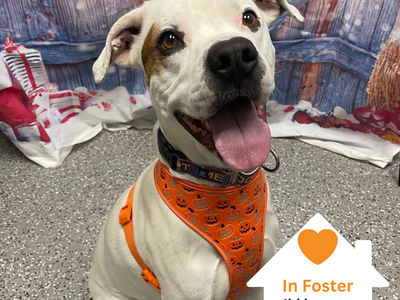 Hello my name is Olaf