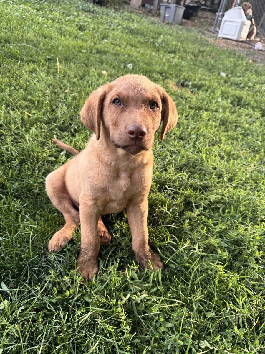 AKC Chesapeake Bay Retriever Puppies