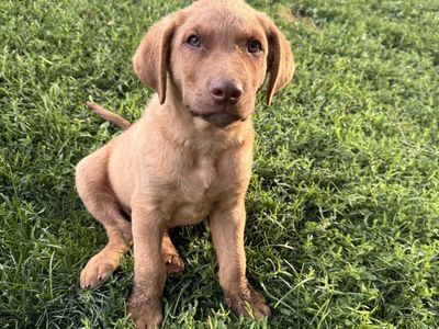 AKC Chesapeake Bay Retriever Puppies