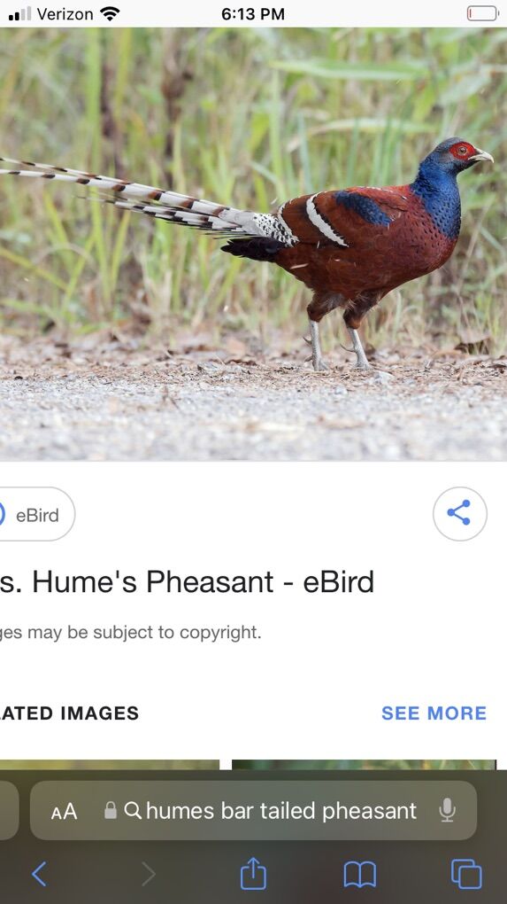 Iso Different Species Of Pheasants