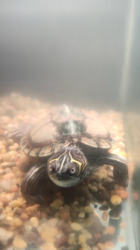 2 Mississippi Map turtles