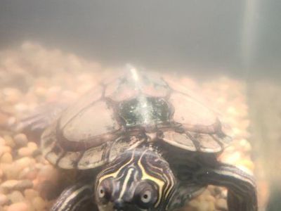 2 Mississippi Map turtles