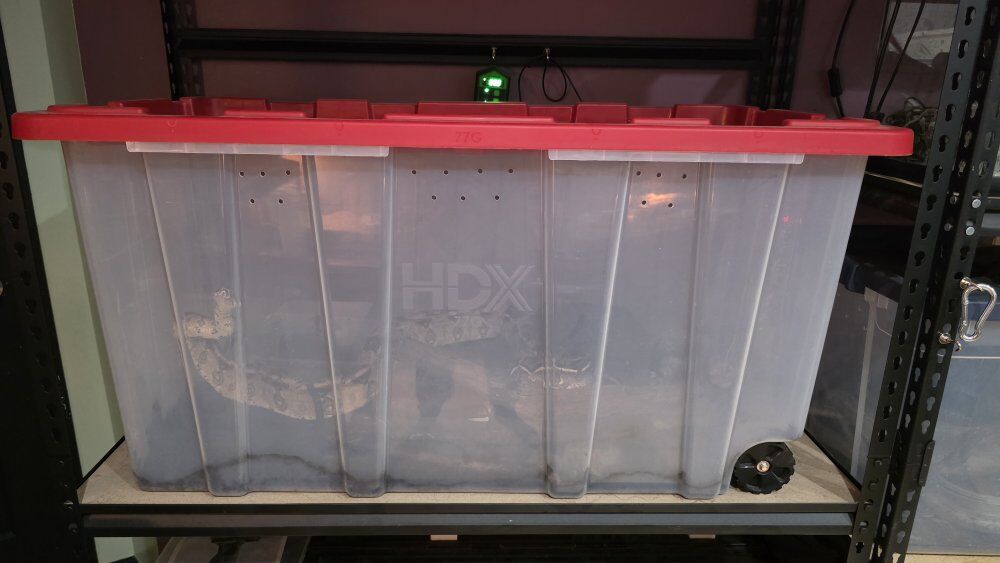 Female Redtail Boa and Enclosure