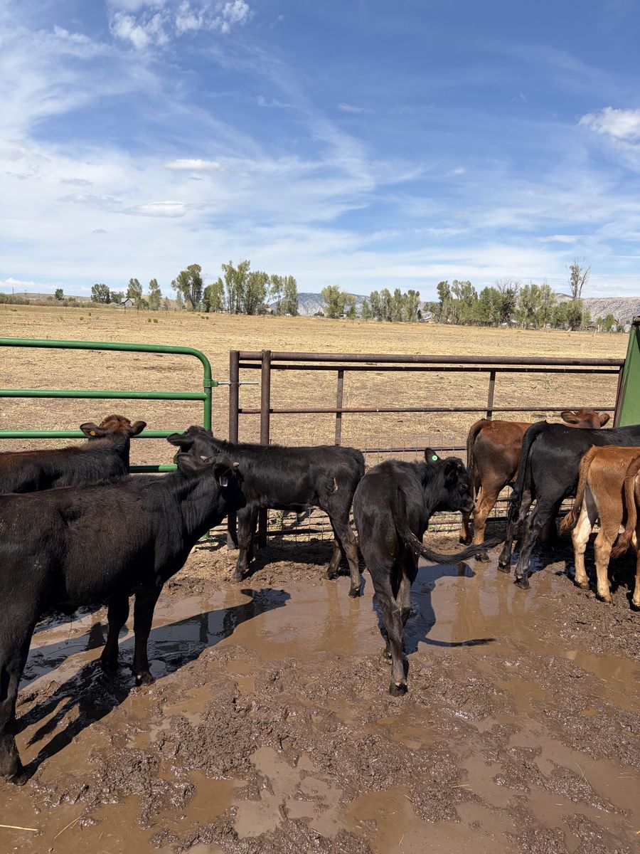 Rodeo rope calves