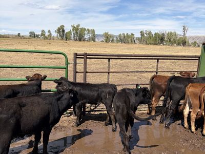 Rodeo rope calves