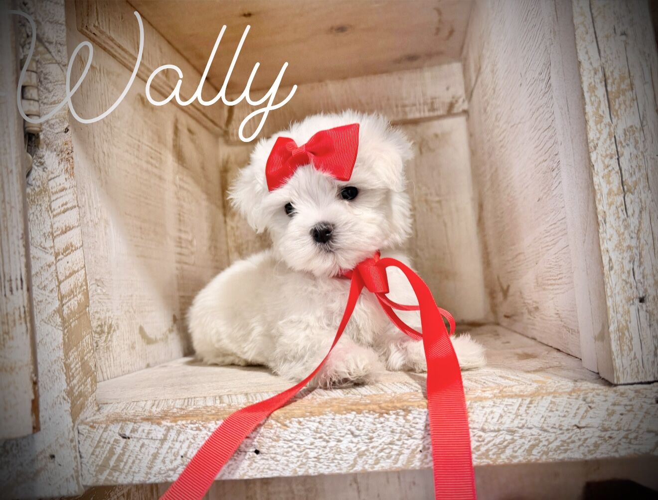 Adorable Maltese puppies - Champion lines