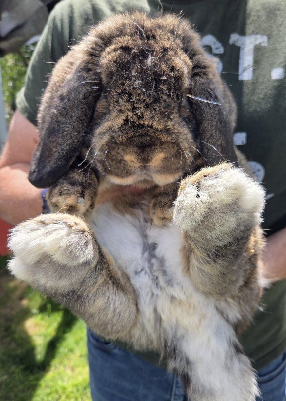 Chestnut Agouti Mini Lop Bunny Rabbit