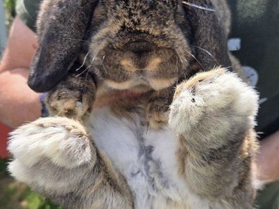 Chestnut Agouti Mini Lop Bunny Rabbit
