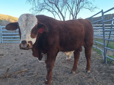 Beefmaster Bulls