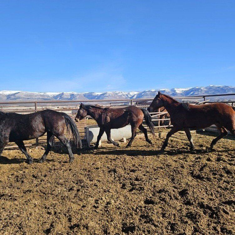 Half and 1/4 Draft 3 Year Old Mares