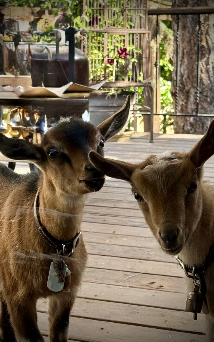 Nigerian Dwarf baby goats