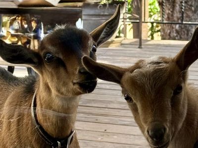 Nigerian Dwarf baby goats