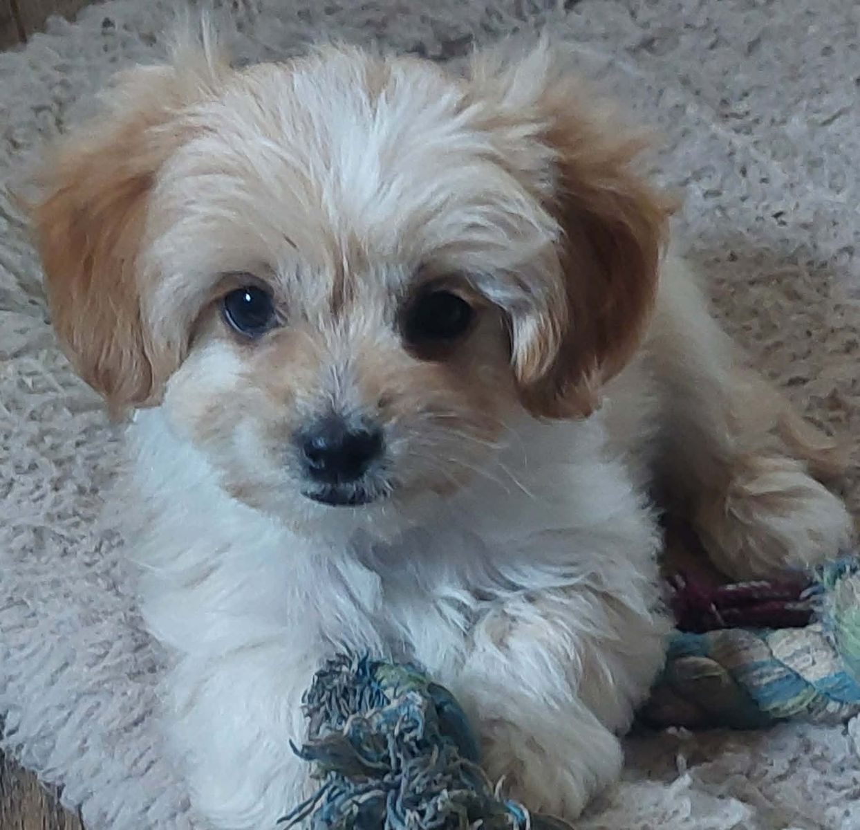 Malshipoo