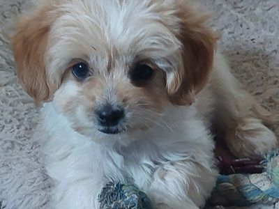 Malshipoo