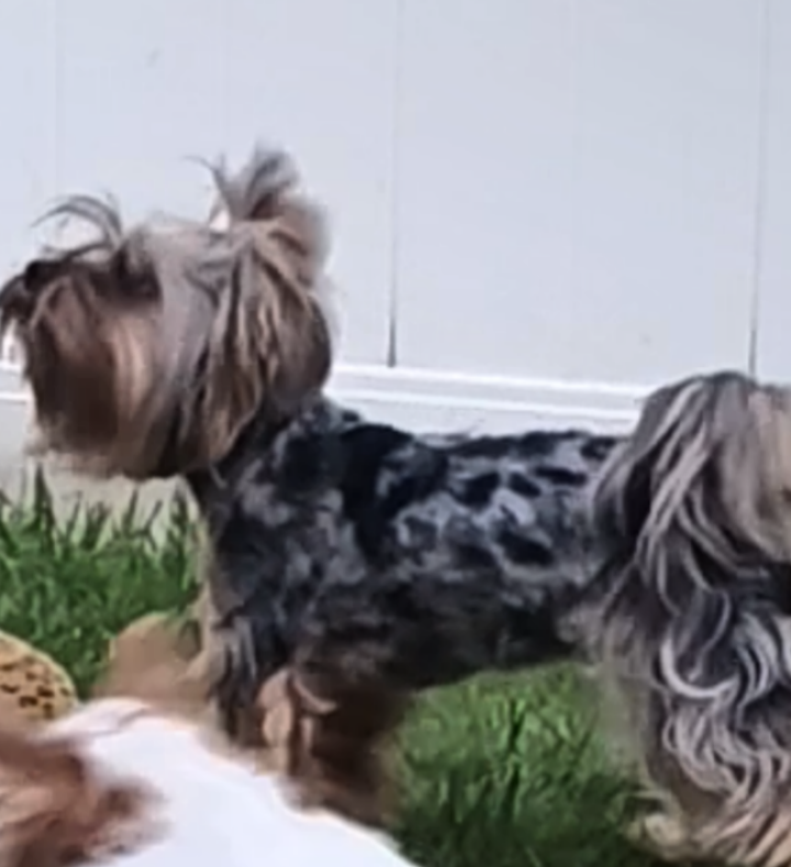 Blue Merle female yorkie