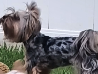 Blue Merle female yorkie