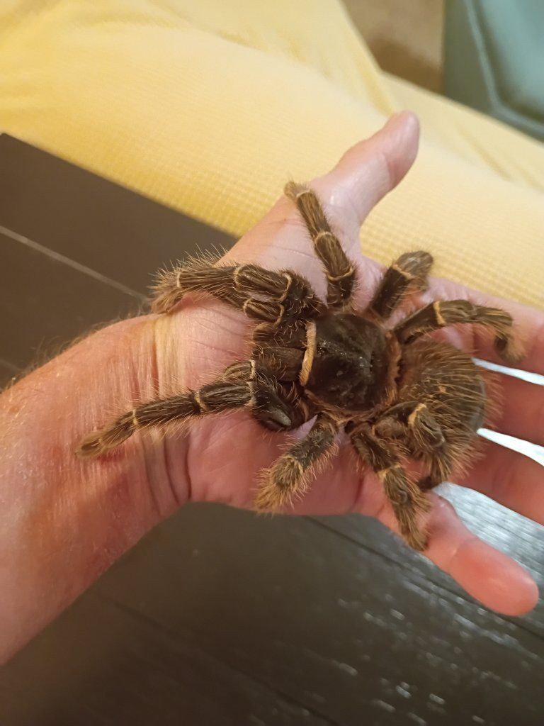 6 1/2 Year Old Female Salmon Pink Birdeater Tarantula, "Annabelle"