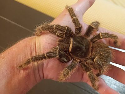6 1/2 Year Old Female Salmon Pink Birdeater Tarantula, "Annabelle"